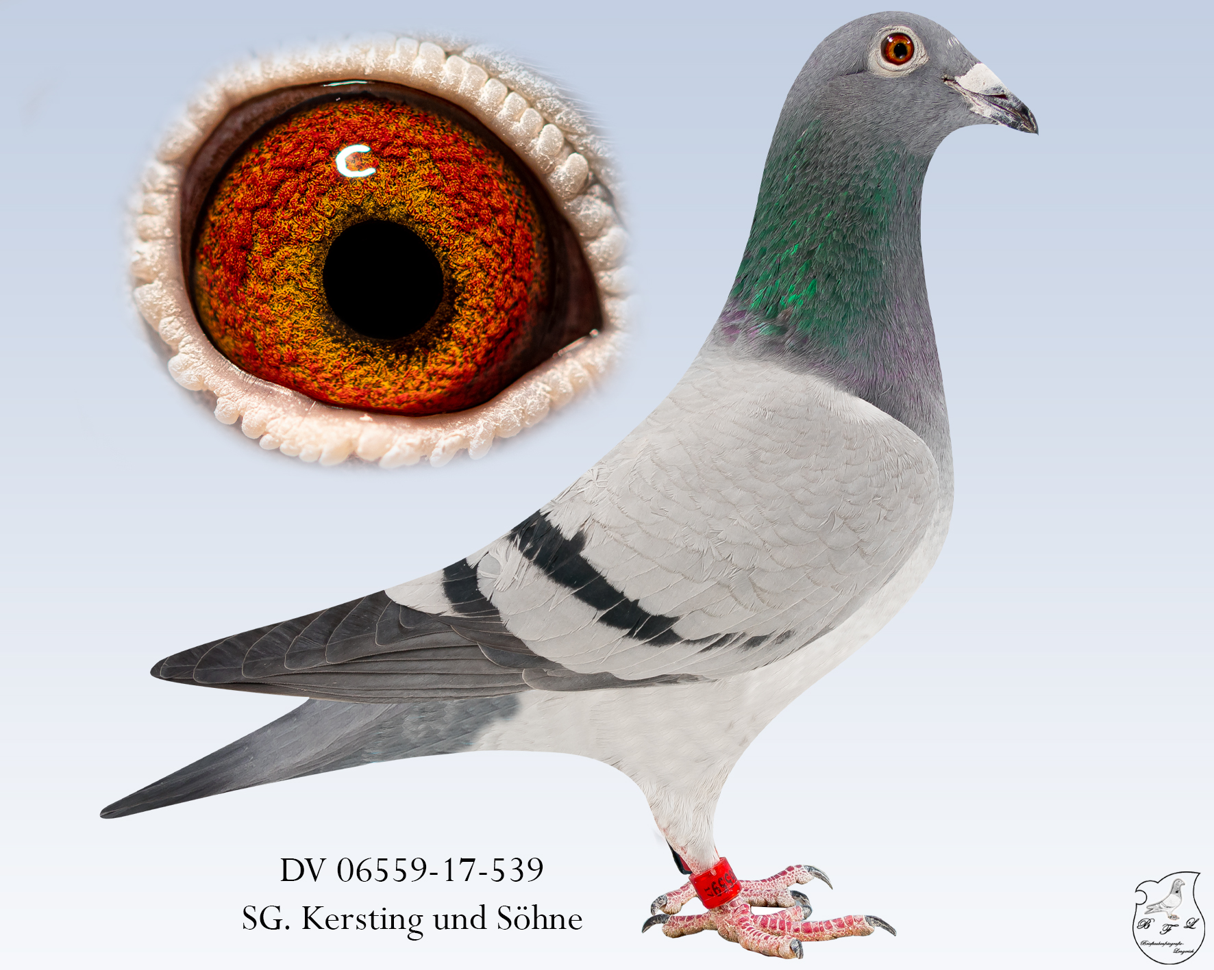 DV-06559-17-539-blau