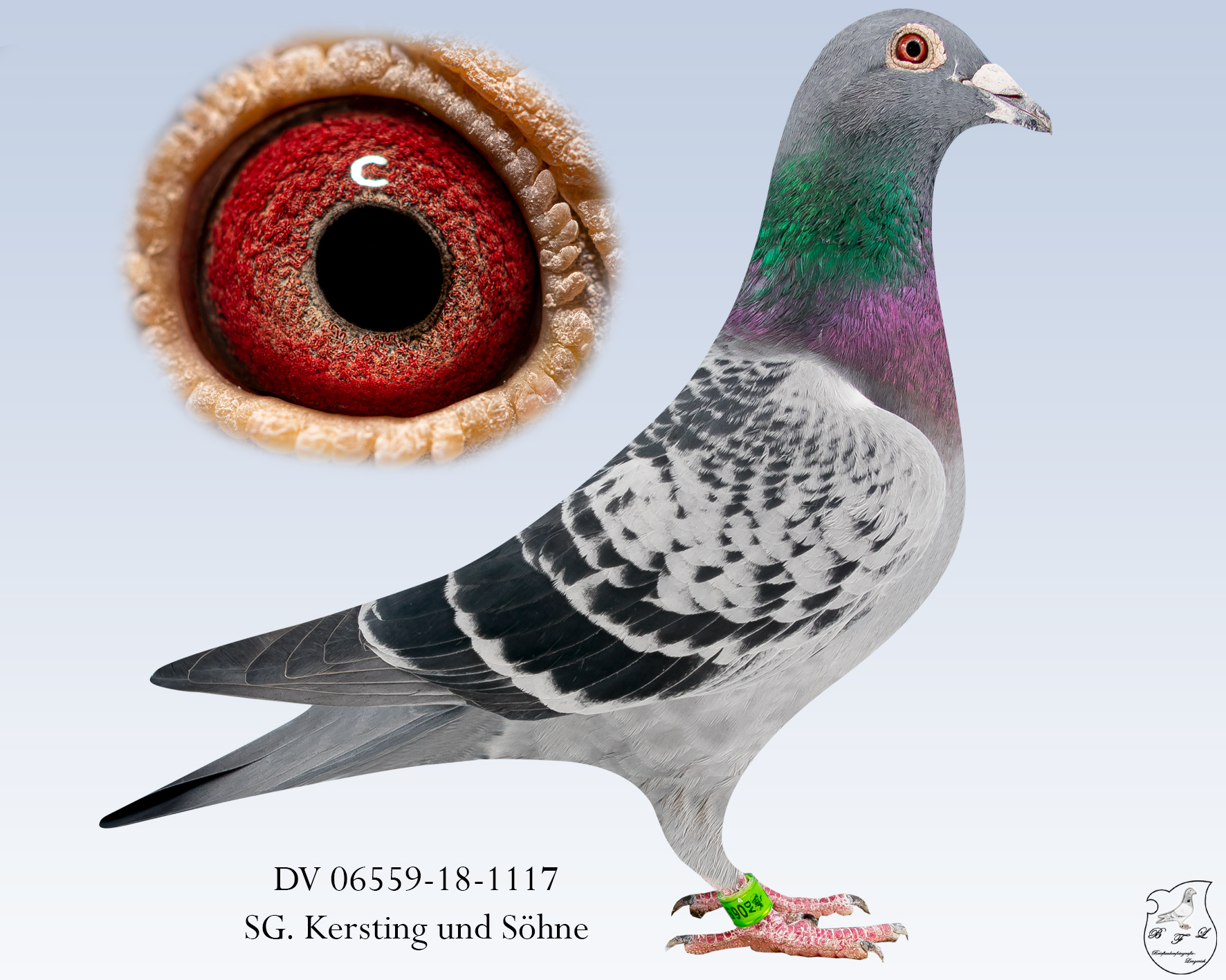 DV-06559-18-1117-geh