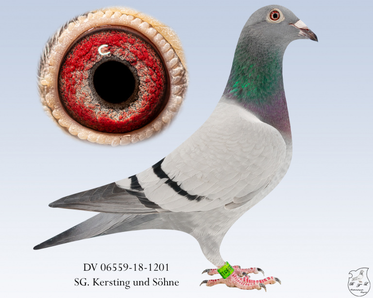TOP-Zuchtweibchen