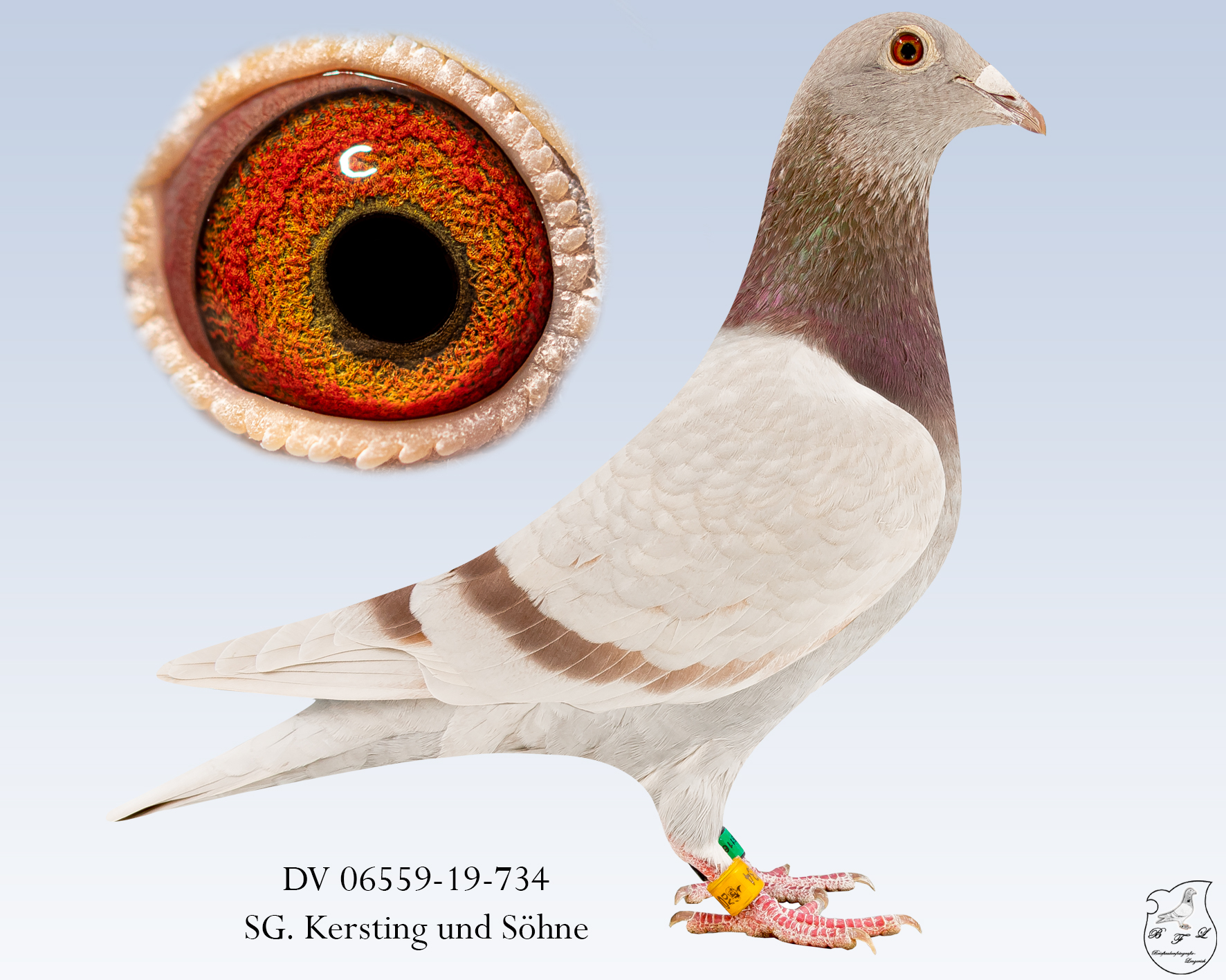 DV-06559-19-734-Fahl