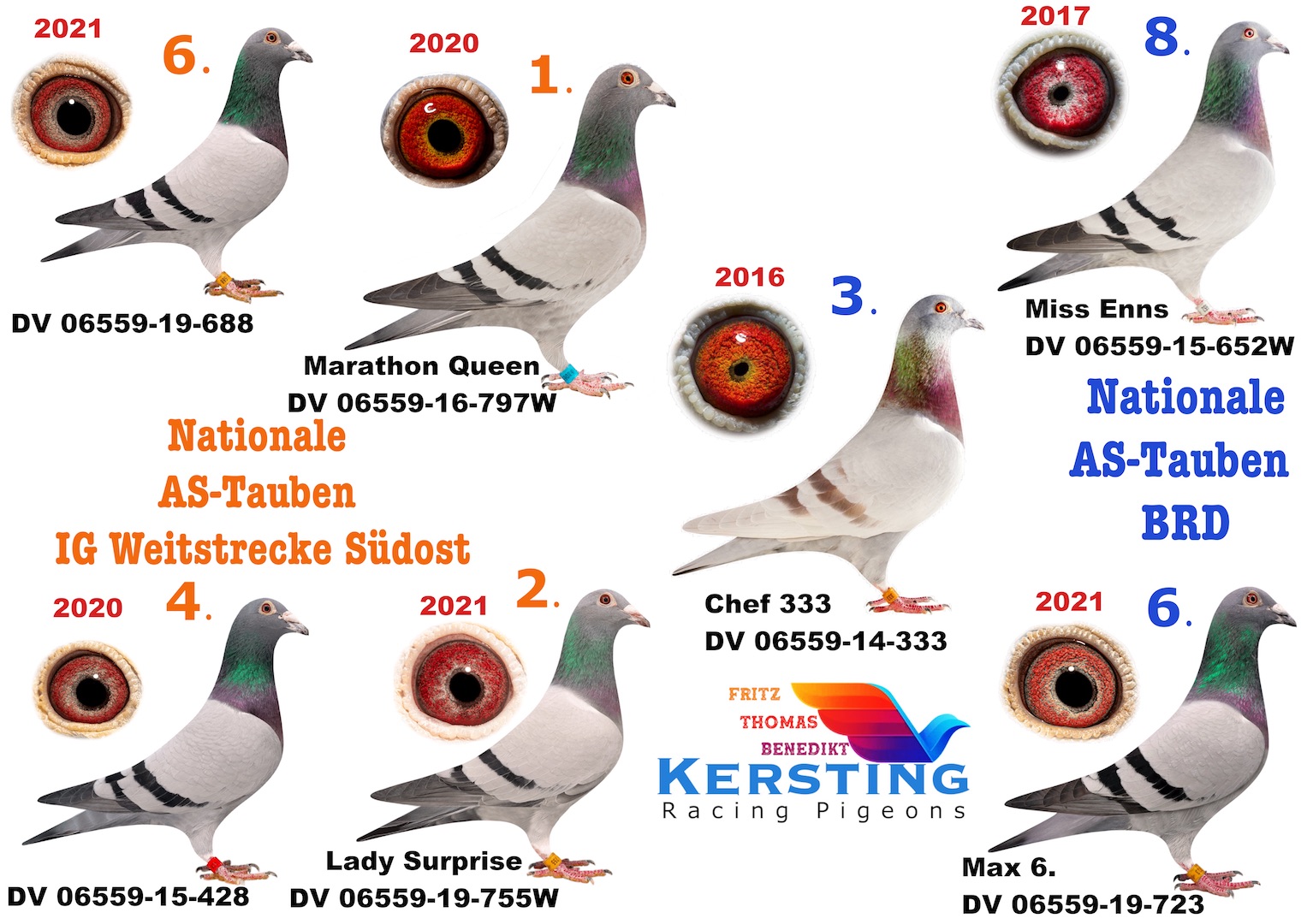 Nationale AS-Tauben in 5 Jahren